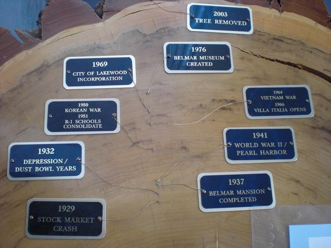 Lakewood, Colorado 117 Year Old Cotton Wood Tree